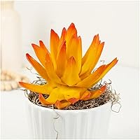 Vista 2 de Factory Direct Craft Planta suculenta artificial verde para arreglos y exhibiciones de verano