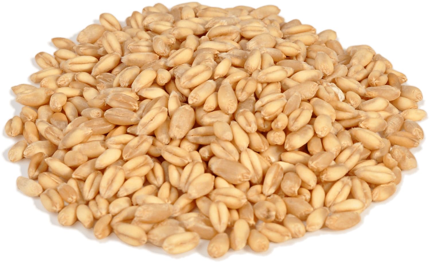 Wheat Seeds for Chickens,Ducks, Birds Pack of 2 kg