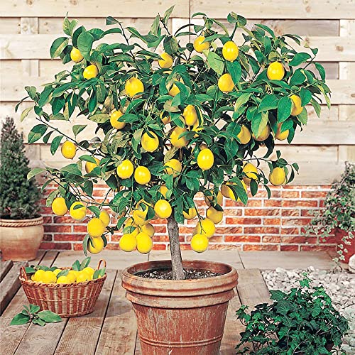Yegaol Garden 35Pcs Meyer Dwarf Lemon Tree Seeds Fragrant Broadleaf Evergreen Tree Low Maintenance Attract Bees & Butterflies Containers Potted Garden Plant Fruit Seeds #TOP23