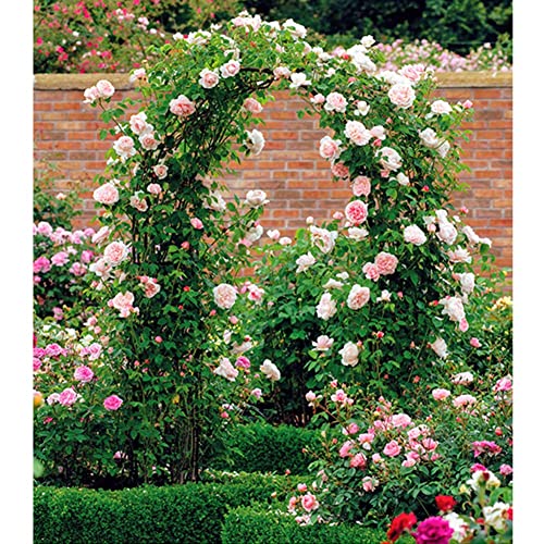 Arche de mariage décorative pour rosiers grimpants et vignes - 6