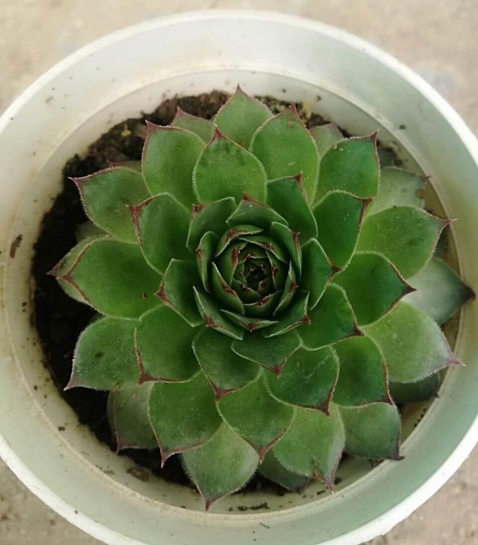JooGTooK Succulent Plant Laxmi Kamal, Lakshmi Kamal(Sempervivum Green Wheel, Houseleek) Shrubby Indoor - |Home|Indoor|Bedroom|Table|Living Room|Office Decoration Gift (Healthy Live Plant) (B0CTZV2QGN) Amazon Price History, Amazon Price Tracker