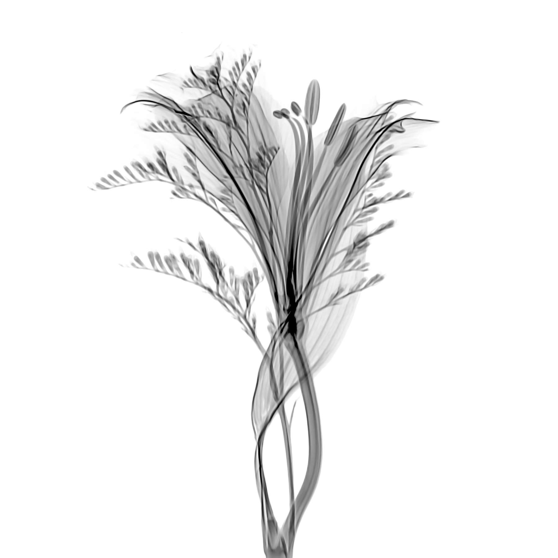 Schwartz NJIT Plant Greyscale X-Ray Transparent Photo Large Wall Art Poster Print Thick Paper 18X24 Inch