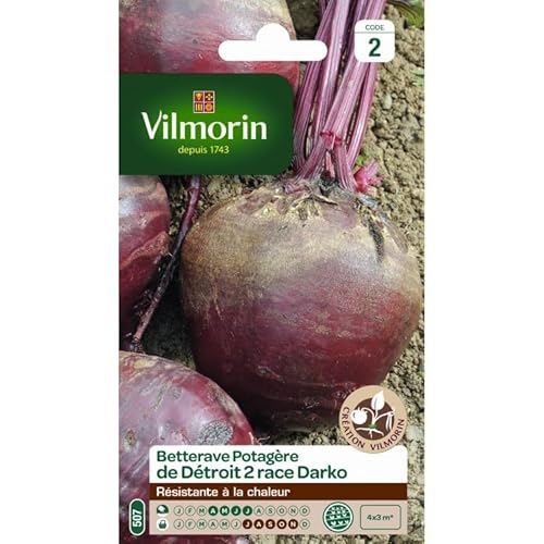 Betterave de Détroit 2 race Darko