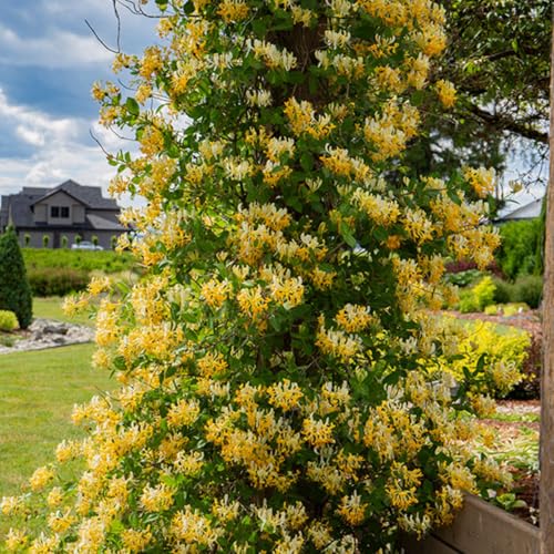 White Yellow Honeysuckle Fragrant Climbing Honeysuckle Plant Live Vine Lonicera Perennial Honeysuckle Plants 5-9 Inches No Pot