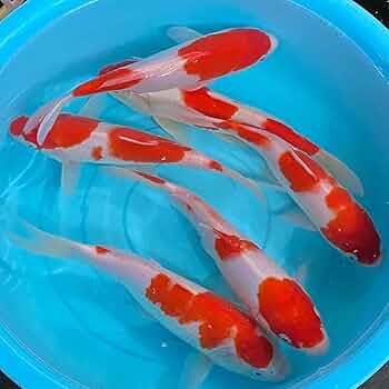 錦鯉1 sddefault.jpg