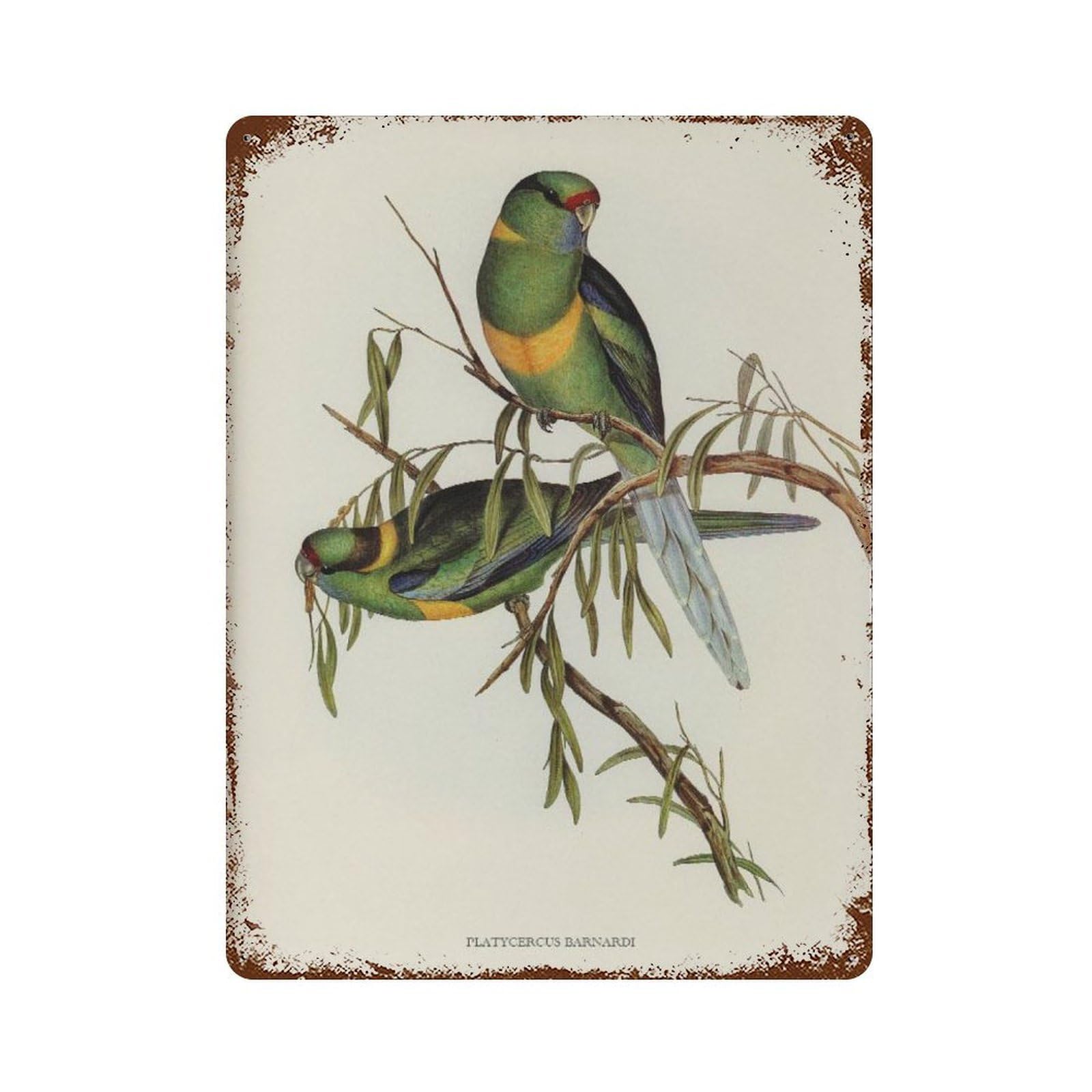 xiaoxiaoshen Vintage Bird Watercolor Painting, Barnard's Parakeet, Home Decor Wall Decor Art Metal Tin Poster Modern Home Decor Art Home Bar Shop Decorations Vintage Sign 40x30cm