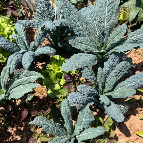 col kale semillas de resistentes para jardines de rocas perennes semillas jardín invierno 55pcs