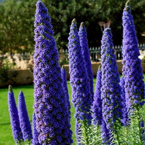 Ritz Farming® Foxtail lily flower bulbs | purple Flowering bulbs for Gardening Pack of 1 bulbs (B0CSPV885T) Amazon Price History, Amazon Price Tracker