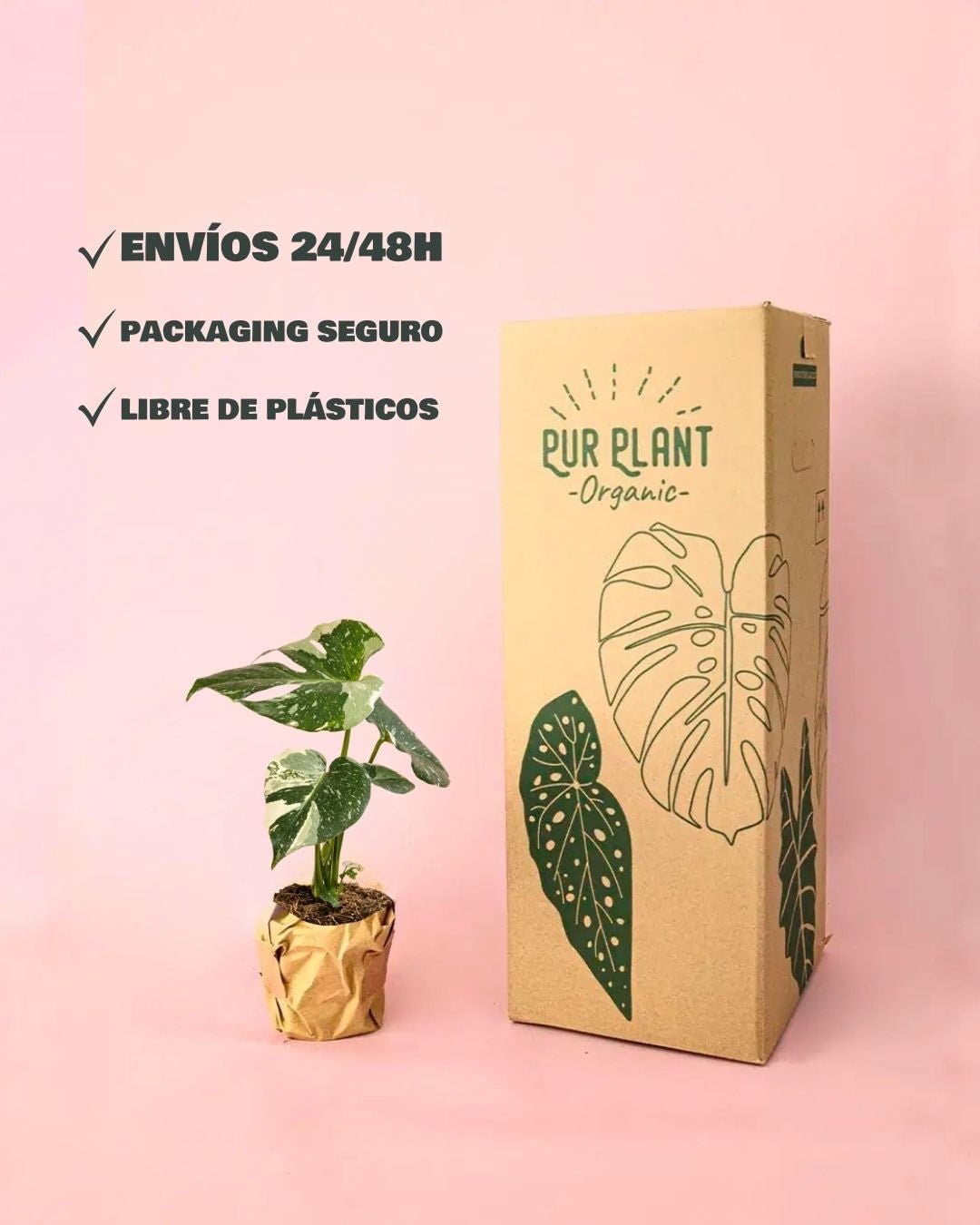 PUR PLANT Monstera Thai Constellation | Monstera Variegada Natural Exclusiva | Planta Tropical de Interior Decorativa | Maceta de Ø12 cm
