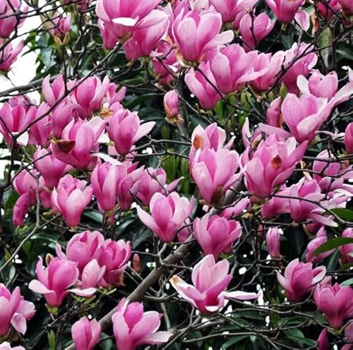 Purple Jane Magnolia Live Plant Shrub Bush Tree Seedling Flowering Brighter Blooms - 18 Inch Tall For Yards And Home Garden Decoration #TOP2