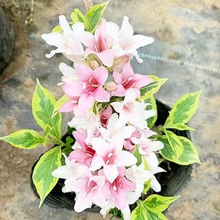 Weigela Seeds, pollinator Garden Addition, Nectar-Rich Bloom Plant, Butterfly Habitat Shrub, Backyard biodiversity Enhancer 200pcs
