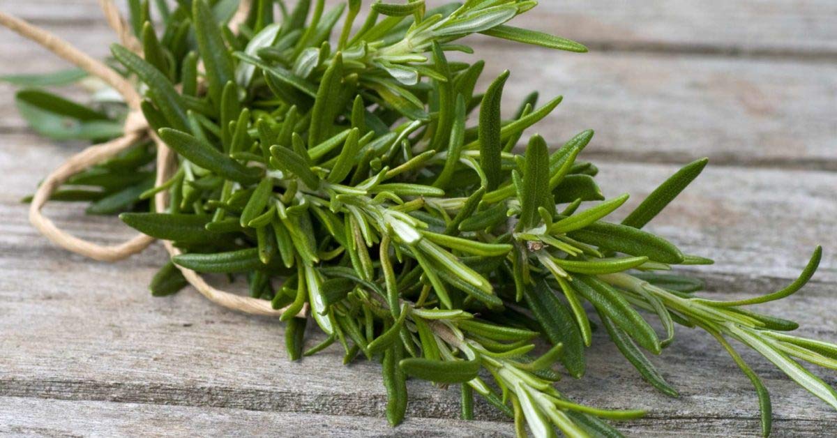 OL Seeds - Rosemary seed, Rosemary Seeds, Rosemary Plant seed, Rosemary Herbs seeds (pack of 15 Seeds) (B08RCNFFVN) Amazon Price History, Amazon Price Tracker