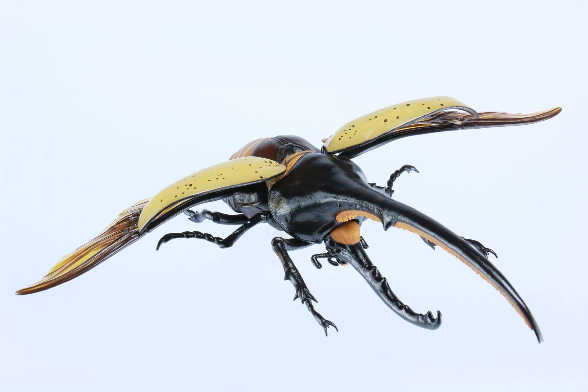 謎のオオカブト 5339c064b6c24651029ead0bb287a8