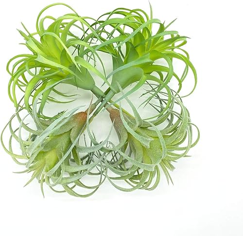 Miniatura 21 de Paquete de 4 plantas de aire artificiales de Tillandsia de imitación, bromelias para jardín, decoración del hogar, terrario, plantas suculentas
