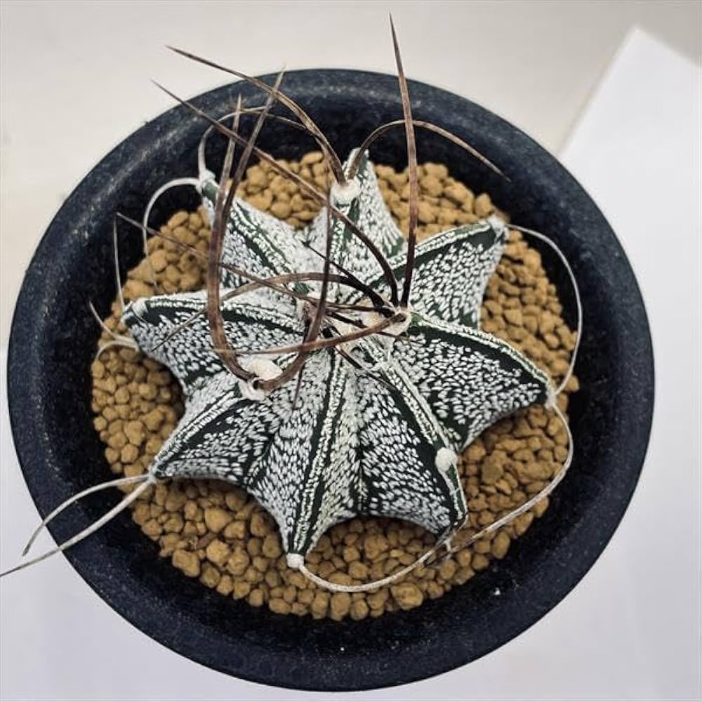 Amazon｜サボテン：アストロフィツム 白瑞鳳玉 実生*M｜観葉植物