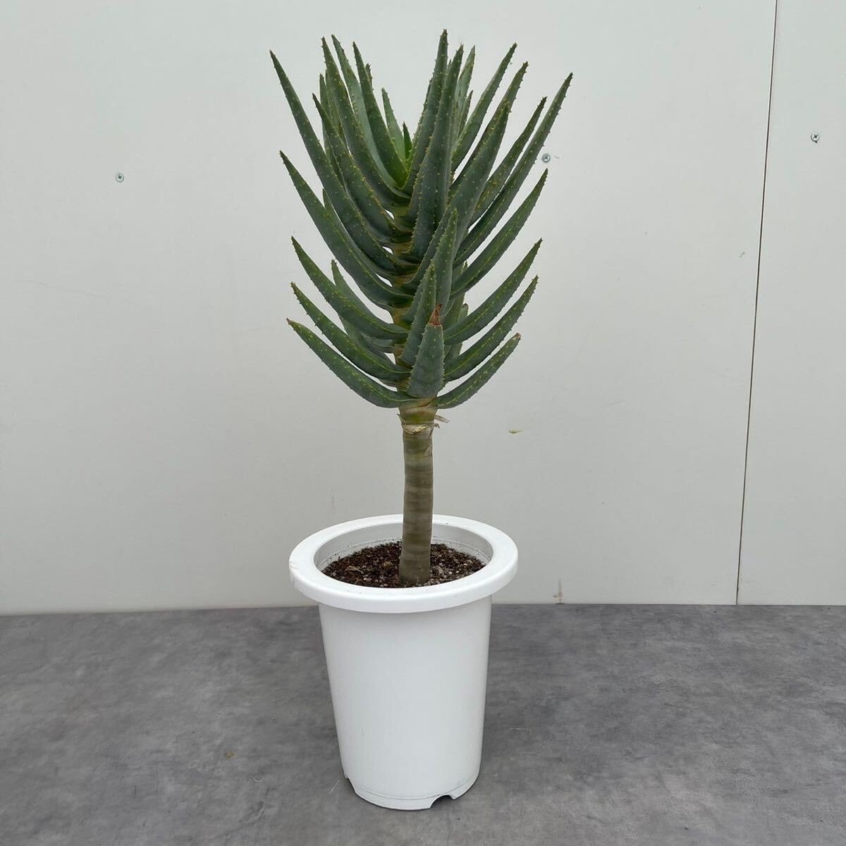 Amazon｜アロエ ディコトマ 6号 多肉植物 Aloe 鉢込み 株立