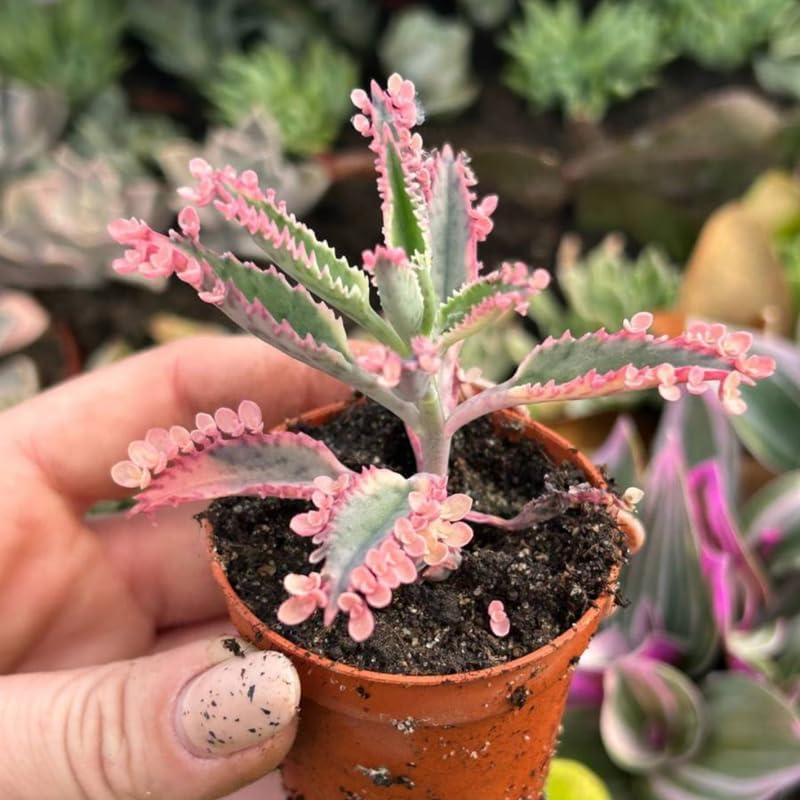 Miniatura 5 de Kalanchoe - Planta viva de mariposa rosa, maceta de 2 pulgadas, planta de interior suculenta única, planta decorativa de interior de fácil cuidado