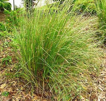 Live Kusha Grass/Darbha Grass/Desmostachya bipinnata Holy Plant