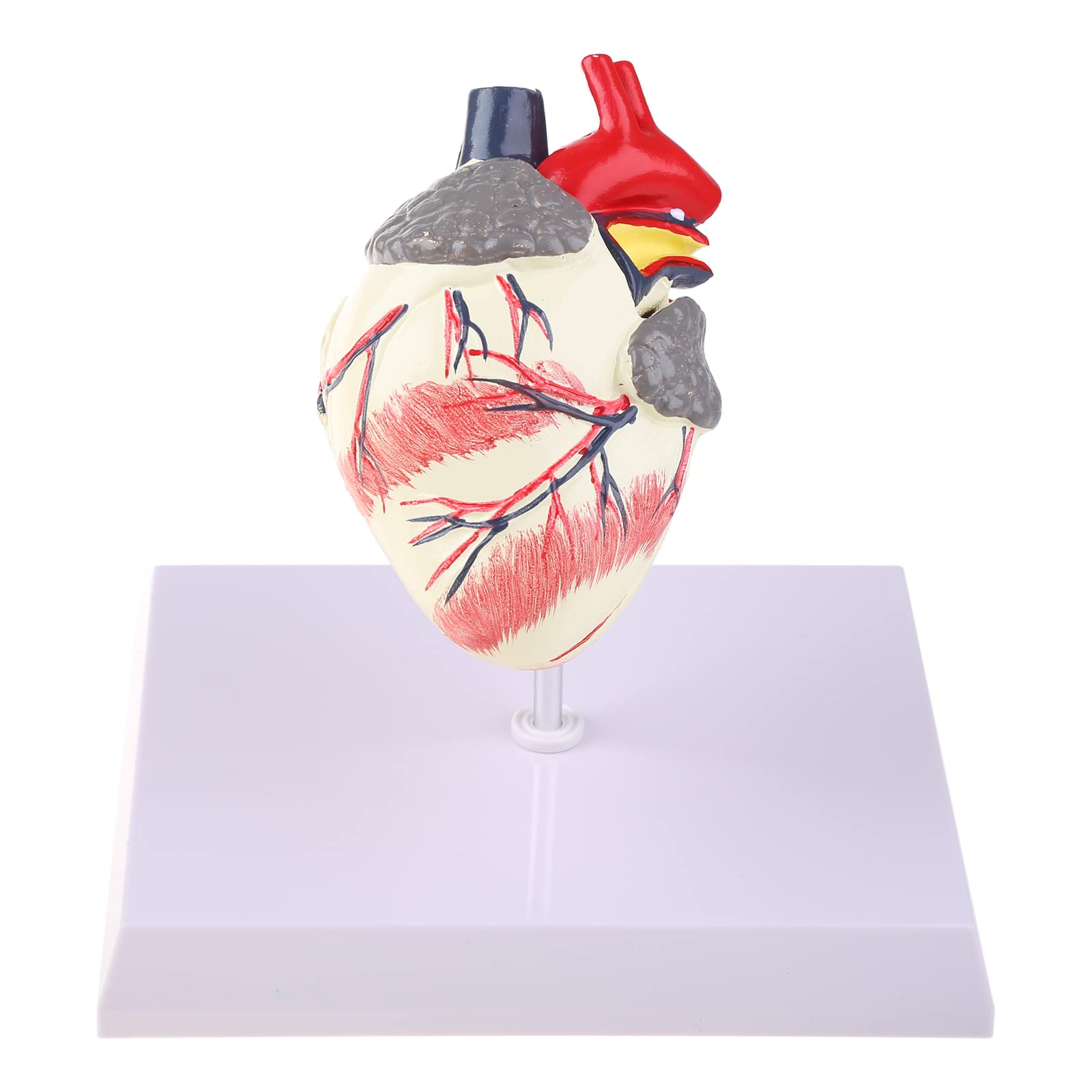 Modèle d'anatomie du Coeur de Chien Canin Animal de Compagnie Étude d'organes d'animaux Aide pédagogique Éducation