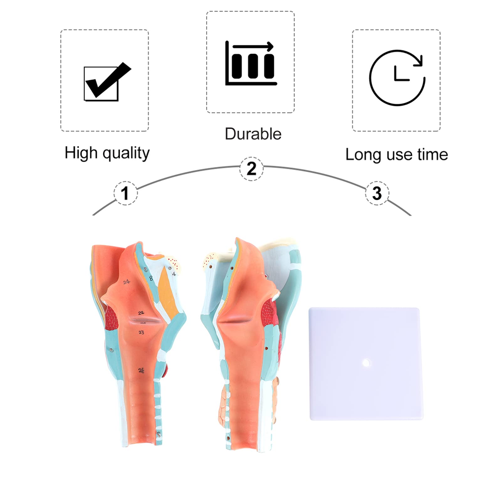 Modello Anatomico Testa Umana In PVC - Gola, Naso, Bocca, Faringe E Laringe - Dimensioni 19x8x8 Cm, Per Educazione Medica E Scientifica - 3