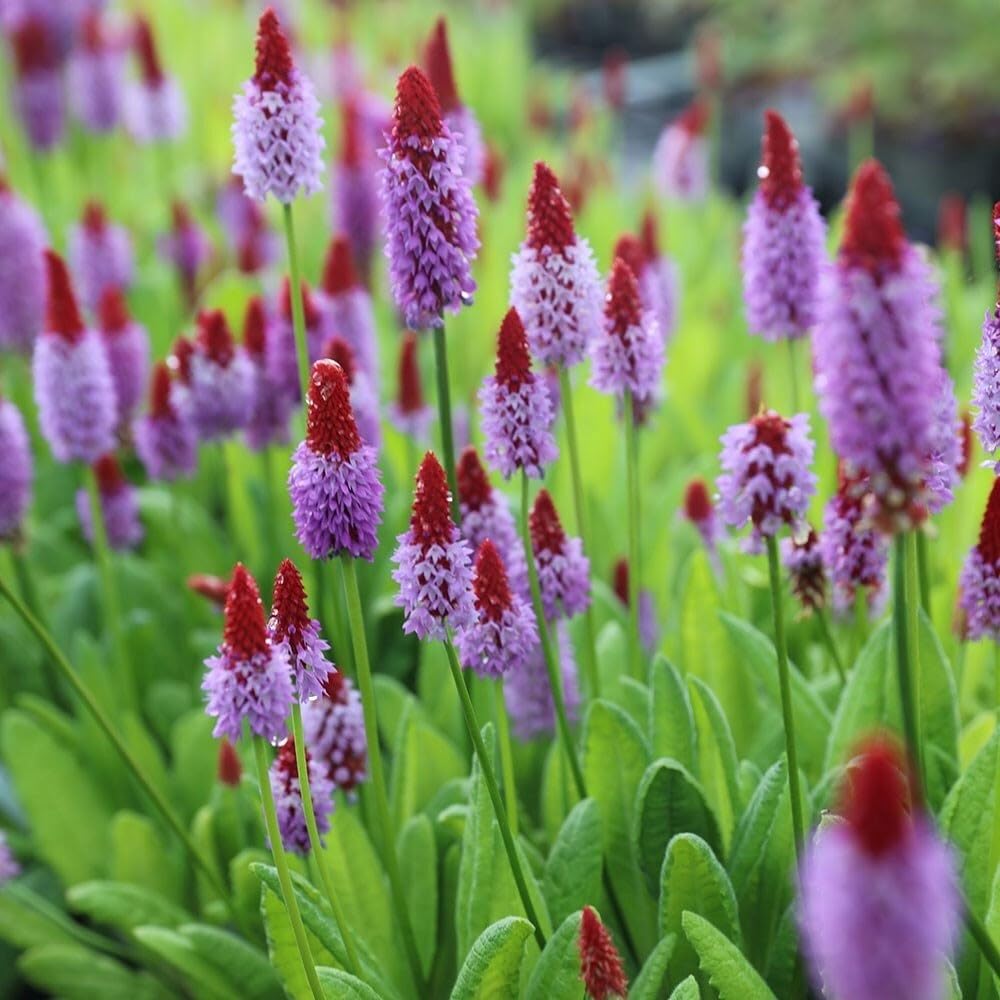Plant Theory 9cm Pot Primula Vialii Vials Primrose or Orchid Primrose Perennial