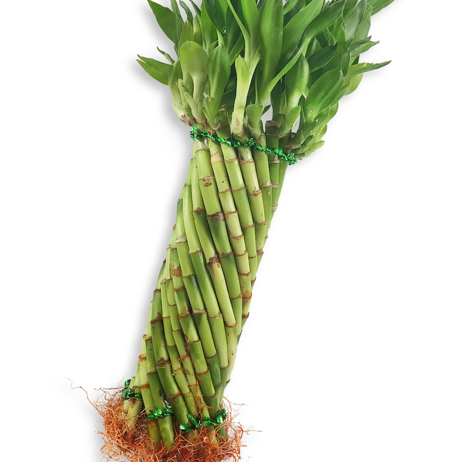 bambooboo Amazon.com: Tornado Bamboo Topiary - Live Plant - Ships Bare Root