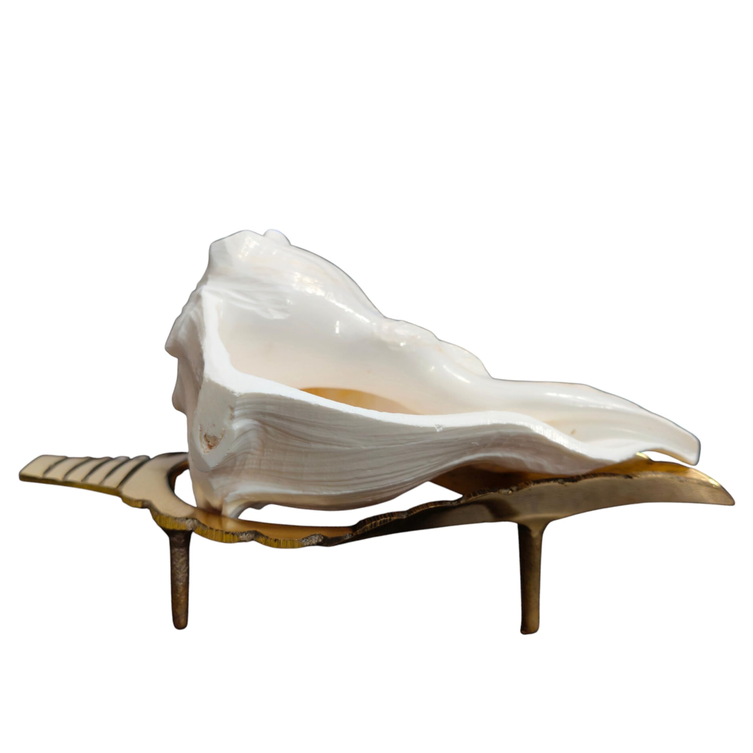 craftslook Shankh Dakshinavarti Shankh, Right Hand Laxmi Shankh 6 Inch