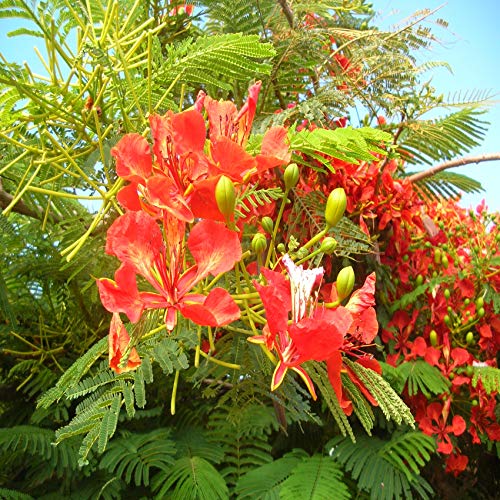 6 Graines de Ponciana Framboyán (Delonix regia)