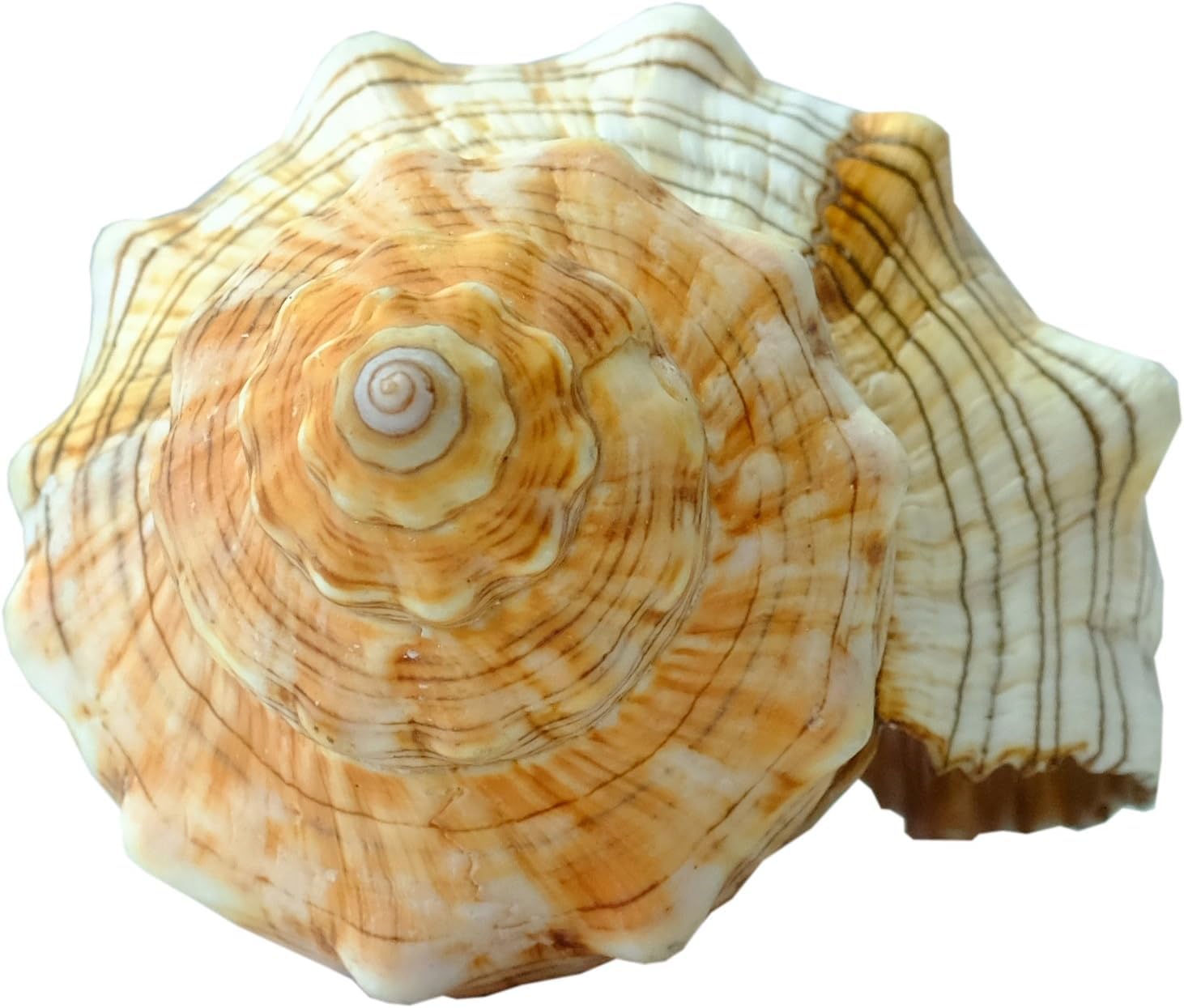 Große Fasciolaria Trapezium Muschel 22–23 cm – Echte Trapez Bandschnecke – Maritime Dekoration, Badezimmer Deko, Aquarium Zubehör, Strandhaus Stil, Geschenk für Meerliebhaber