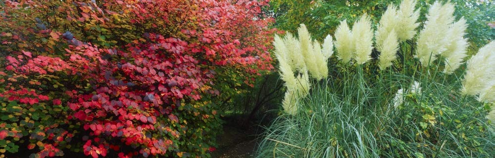 Pampas Grass And Shrub by The Irish Image Collection/Fotos de diseño (68 x 22)