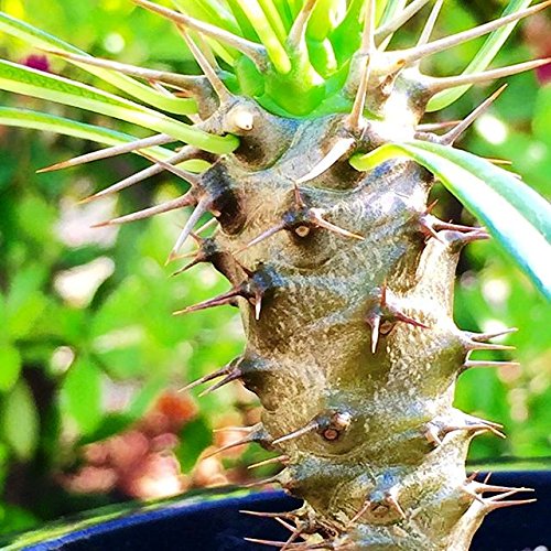 Amazon.co.jp: 194.シルバーグレーの太い幹と鋭いトゲが特徴の塊根植物 Amazon.co.jp: 194.シルバーグレーの太い幹と鋭いトゲが特徴の塊根植物