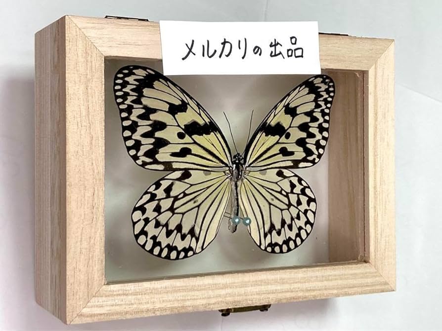 希少蝶の標本採取84/87/2003年　オオゴマダラ等現状品41x50x6cm 61FgKCzANRL._UF894,1000_QL80_.jpg