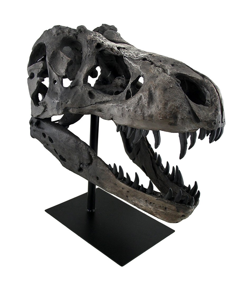 Amazon.com: Zeckos Gray Finished Tyrannosaurus Rex Fossil