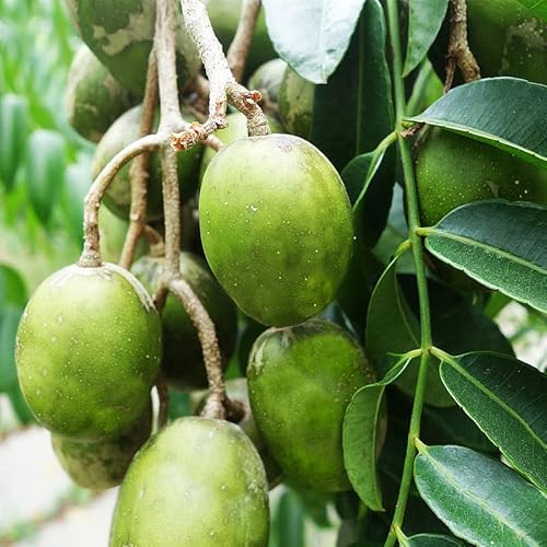 Thai June Plum Tree Plant Grafted 20 To 24 Inc Height For Planting Ornaments Perennial Garden Simple To Grow Pots #TOP22