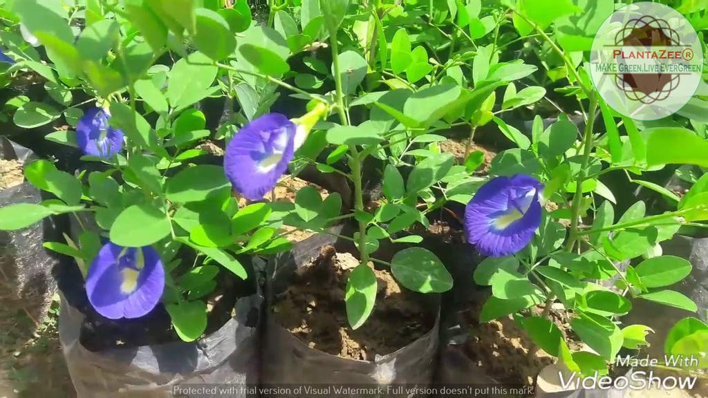PlantaZee Medicinal Shankhpushpi Live Plant (B07V8QV2FN) Amazon Price History, Amazon Price Tracker