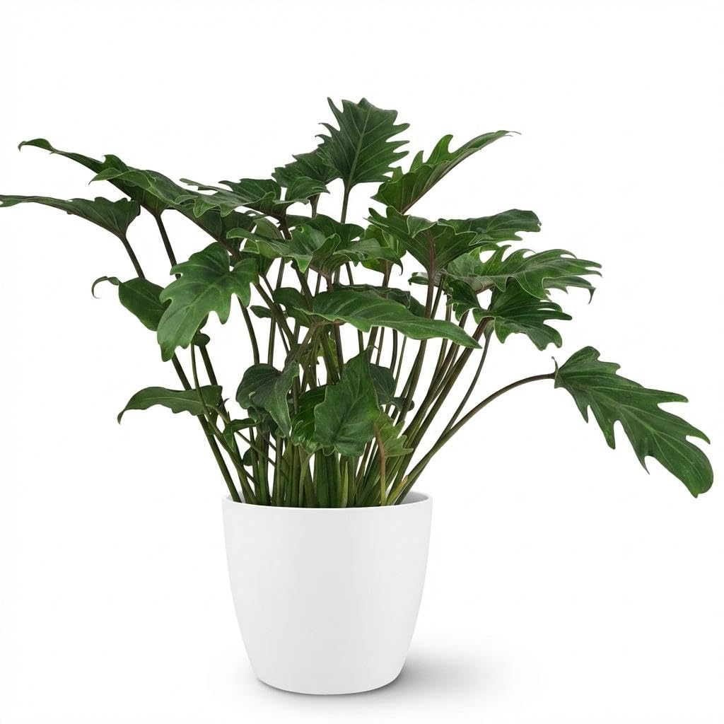 Philodendron Xanadu Roślina pokojowa 60 cm – zielona roślina liściasta w potterze, biała, Ø 19 cm – głęboko nacięte liście – łatwa w pielęgnacji, oczyszcza powietrze do mieszkania, biura i jasnych