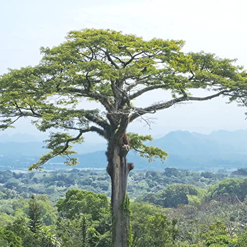 Qauzuy Garden 10 Rare Silk-Cotton (Ceiba Pentandra) Java  Kapok Cotton Seeds For Planting | Tropical Exotic Perennial Tree Fragrant White Flowers Attract Pollinators #TOP6