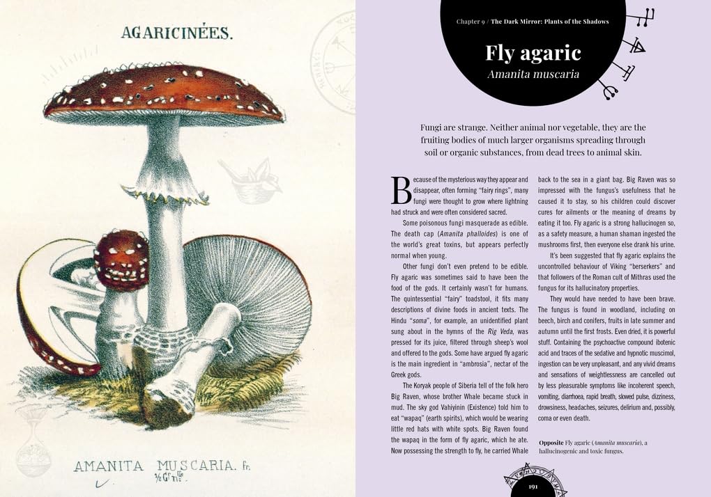 Witch's Garden: Plants in Folklore, Magic and Traditional Medicine