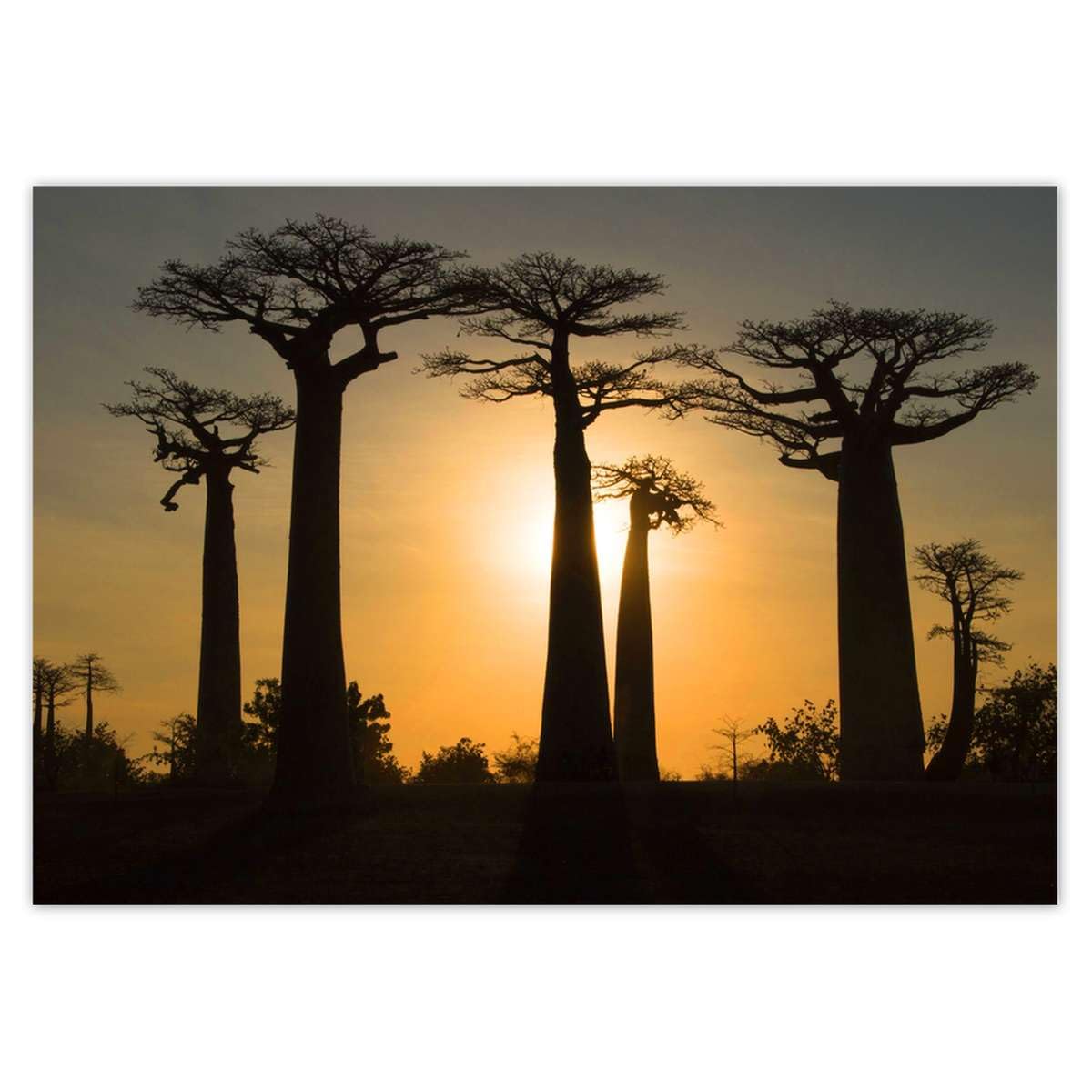 Papier peint intissé haut de gamme Baobabs Madagascar 208x146cm