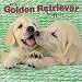 Golden Retriever Puppies 2019 12 x 12 Inch Monthly Square Wall Calendar, Animals Dog Breeds Golden Puppies (Multilingual Edition)