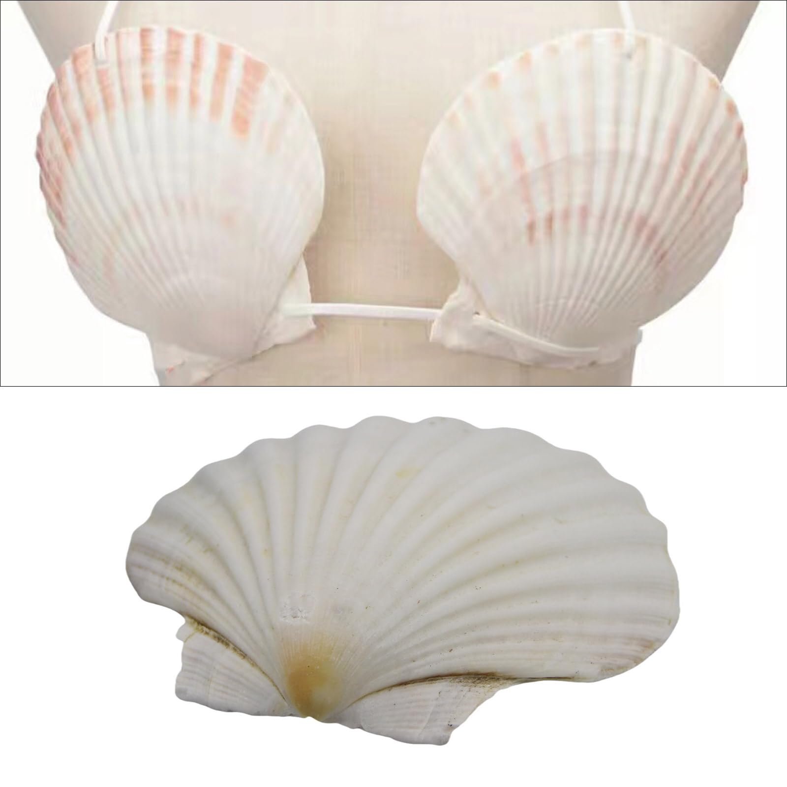 大きめの白い貝殻 Amazon.co.jp: 芸術的なクラフト愛好家のための大きな白いホタテ貝の