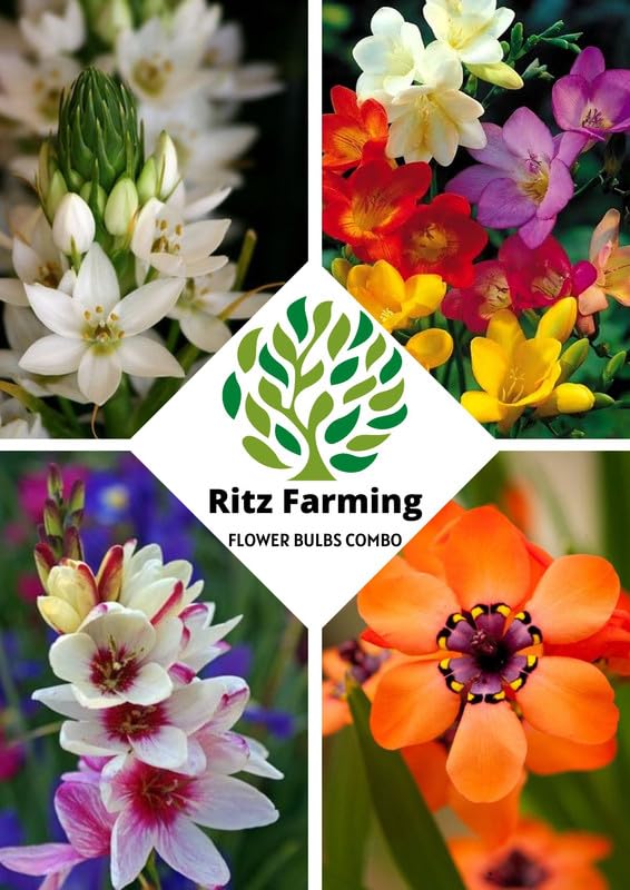 Ritz Farming® combo pack of freesia flower bulbs ixia flower bulbs Sparaxis flower bulbs and chinchirinchi flower bulbs | Winter flower bulbs for Home Gardening pack of 4 pie each