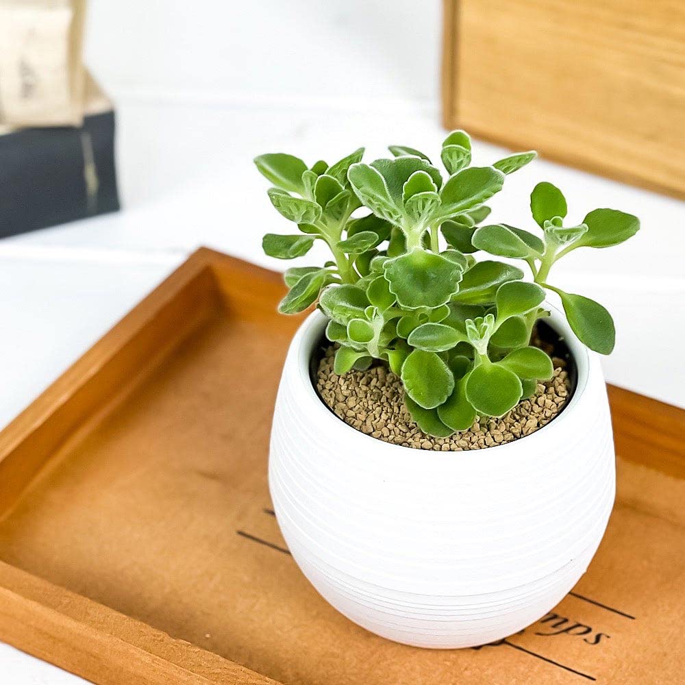 アロマティカスの苗 白い陶器の鉢 Amazon.co.jp: （観葉植物）アロマティカス 陶器鉢植え ダイスM