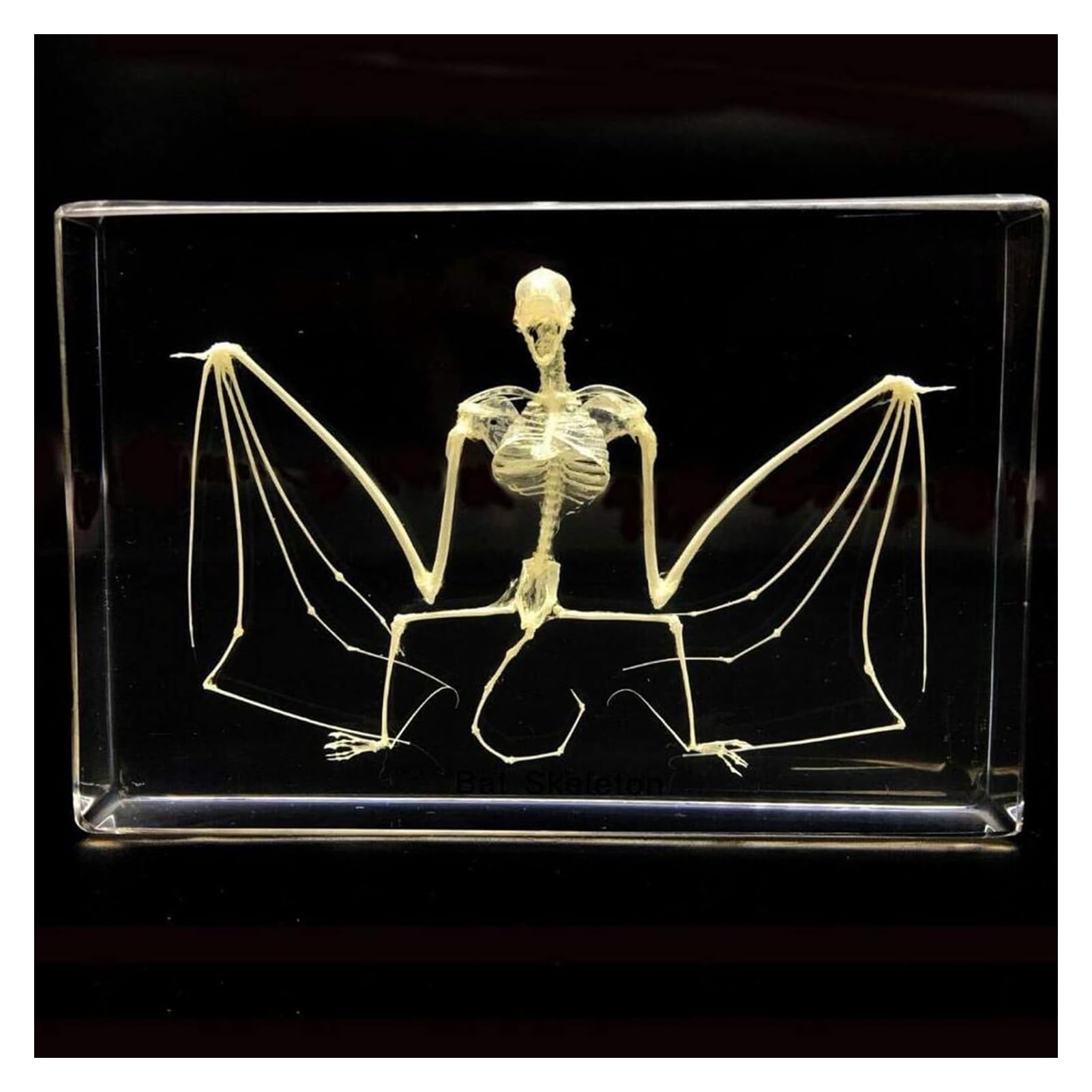 Fledermaus-Skelett-Exemplar in Acrylblock, Einbettungsexemplare für naturwissenschaftliche Klassenzimmer, Taxidermie für den naturwissenschaftlichen Unterricht, 5 x 3,5 x 1,2 Zoll