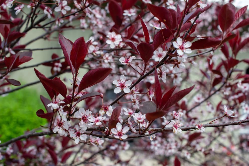 Sand Cherry Bush Seedlings to Plant - Stunning Color, Great for Gardens or Landscaping (1 Seedlings)