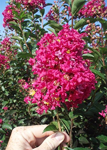 4 Pack - Tonto Crape Myrtle Trees - Red/Fushia Blooms #TOP4