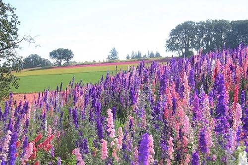 Miniatura 3 de Larkspur, 100 semillas imperiales gigantes recién cosechadas, una gran flor cortada