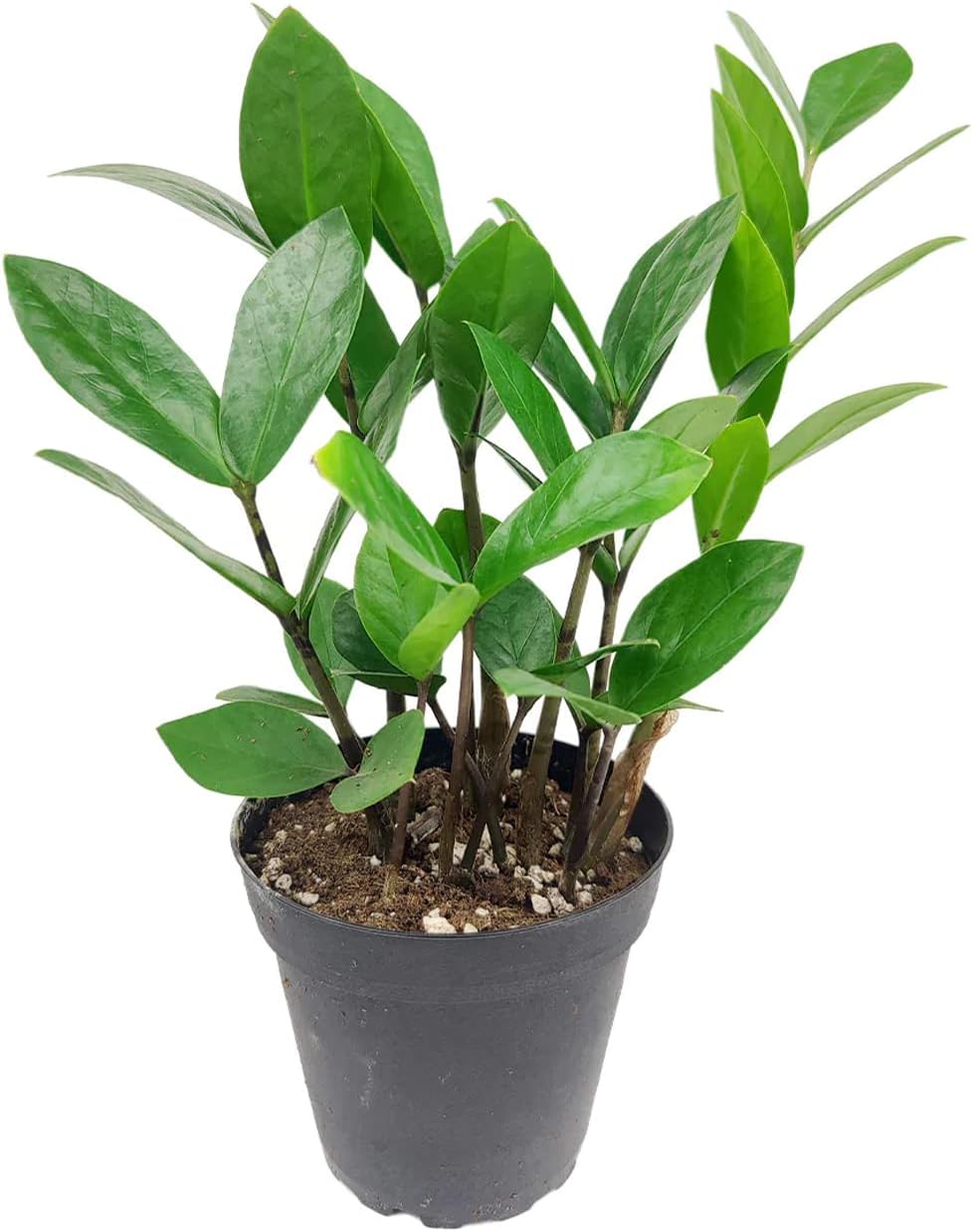 ZZ Plant (4" Grower Pot) - Low Light and Healthy Houseplant - Easy to Care, Easy to Grow Plants for Beginners - Live Healthy Houseplant for Home Office Decoration - Air-Purifying Indoor Plant
