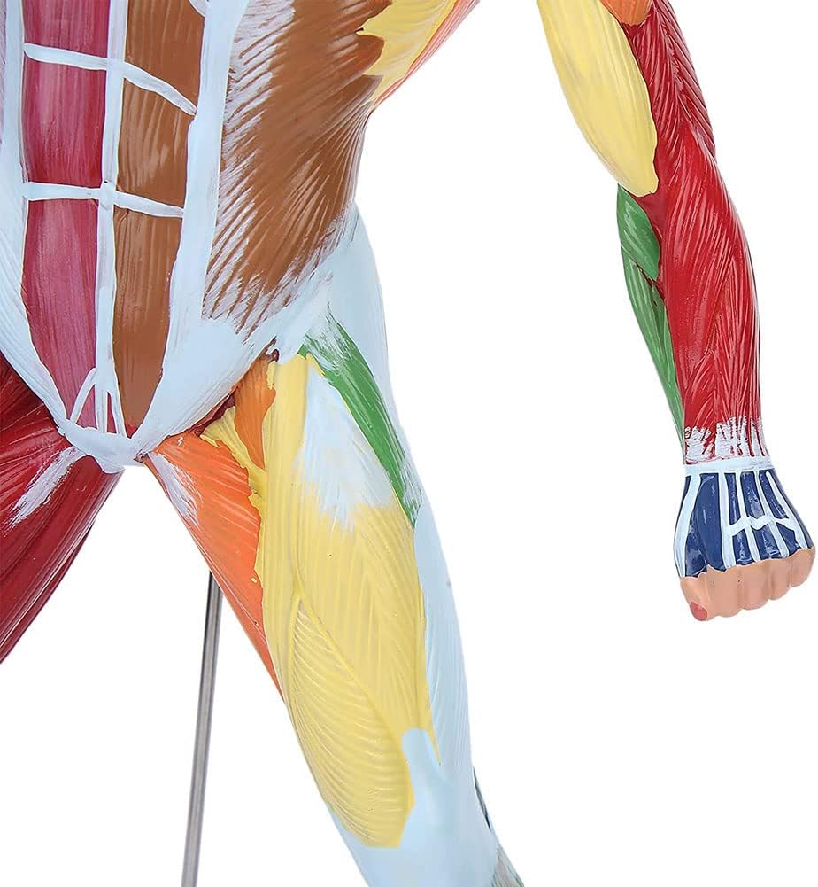 骨格モデル解剖モデル、人体筋肉モデル人体解剖モデル20インチミニ人体筋肉フィギュア人体解剖筋肉モデル筋肉モデル学校研究および教育モデ