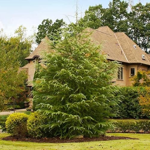 Brighter Blooms - Deodar Cedar Tree, 1-2 ft. - No Shipping to AK, AZ, HI